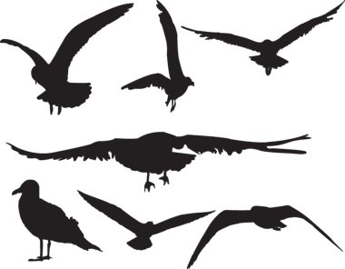 Sea gull collection clipart