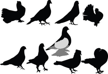 Pigeons collection clipart