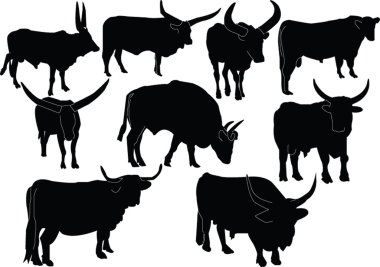 Cattle illustration collection clipart