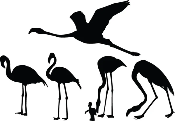 Coleção Flamingos —  Vetores de Stock