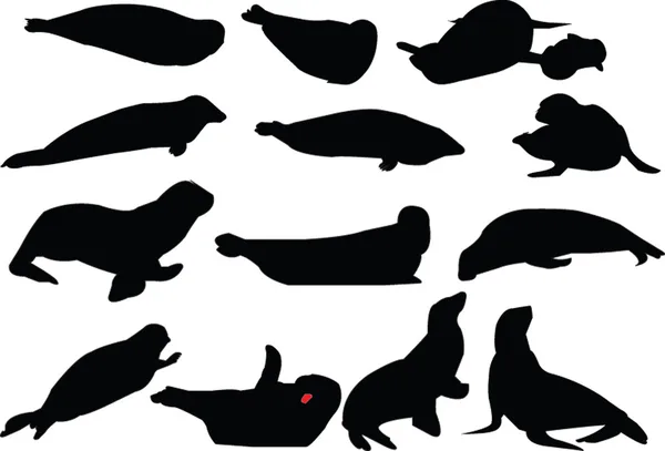 Zeehonden collectie — Stockvector