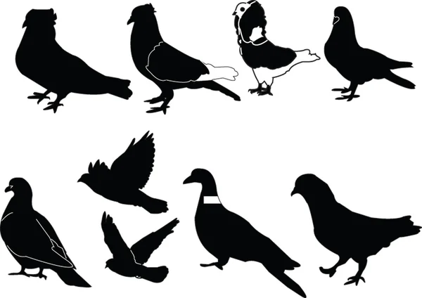 Pigeons collection — Stock Vector