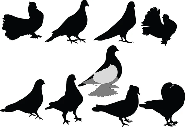 Collection de pigeons — Image vectorielle