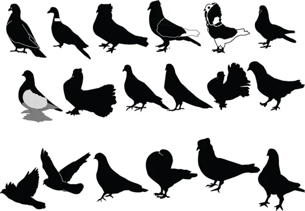 Pigeons collection — Stock Vector