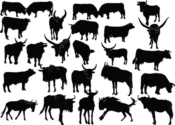 Colección ilustración bovino — Archivo Imágenes Vectoriales