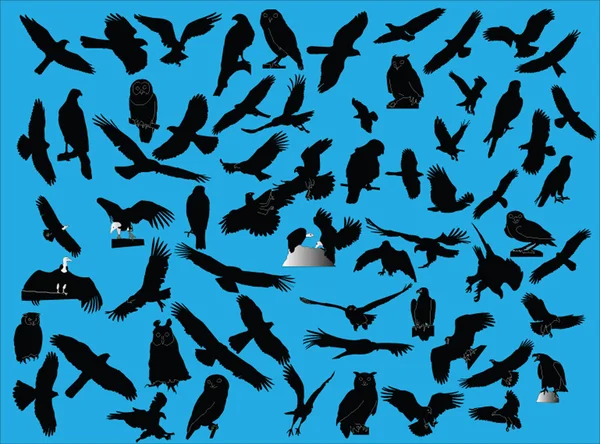 Collection Hawks — Image vectorielle