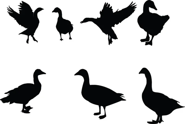 Goose collection — Stock Vector