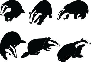 Badgers collection clipart