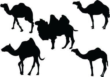 Camels collection clipart