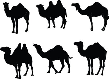 Camels collection clipart