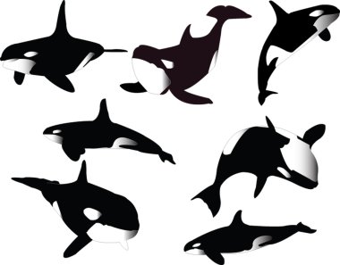 Whales collection clipart