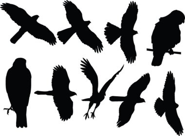 Sparrowhawks collection - vector clipart
