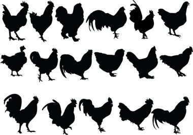 Chickens collection clipart