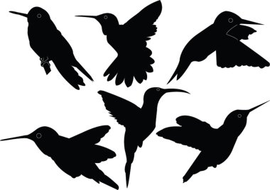 Humming bird collection clipart