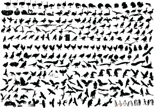 Hundreds of birds collection — Stock Vector