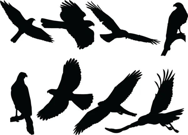 Collection silhouette d'Autour des palombes — Image vectorielle