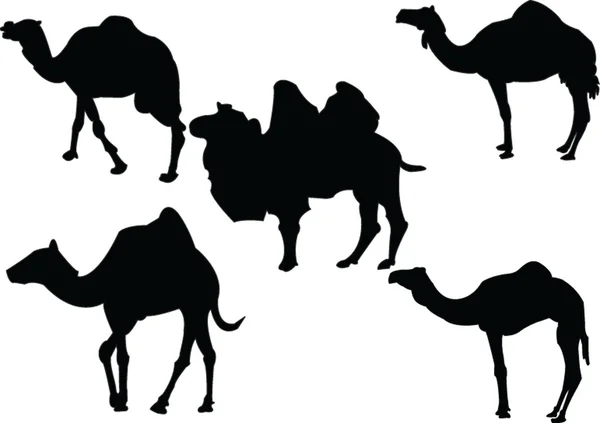 骆驼集合 — 图库矢量图片