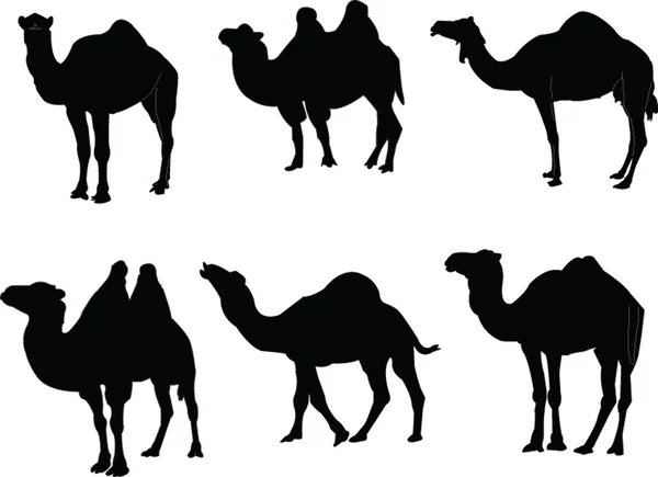stock vector Camels collection