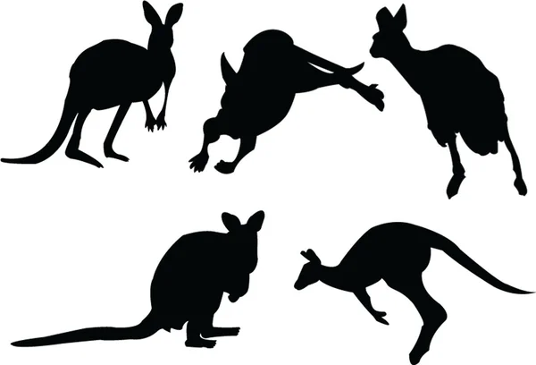 Kangaroo silhouette collection — Stock Vector