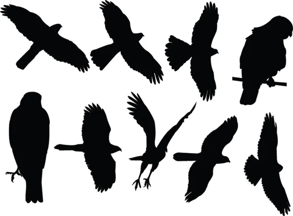 Sparrowhawks collection - vektör — Stok Vektör