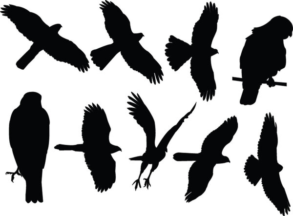 Sparrowhawks collection - vector