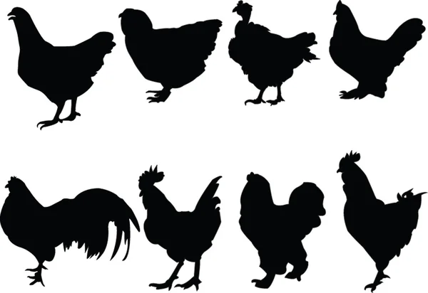Chickens collection — Stock Vector