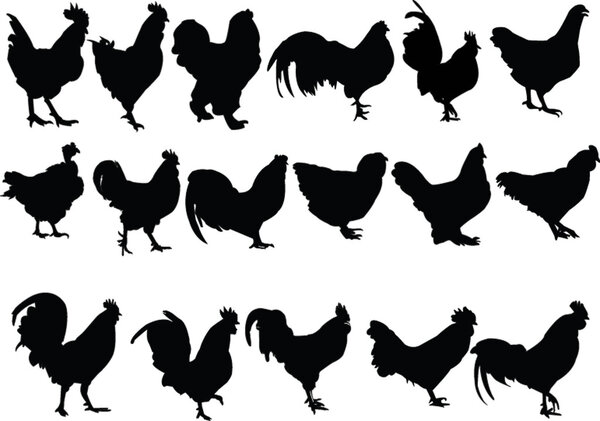 Chickens collection