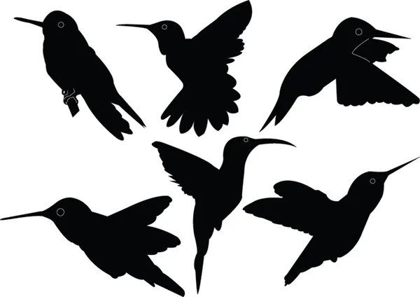 Humming bird collection — Stock vektor