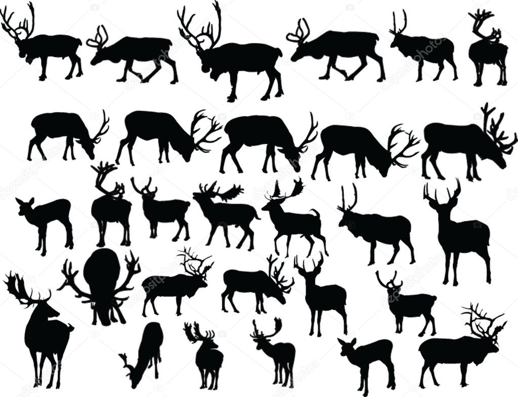 Deers collection