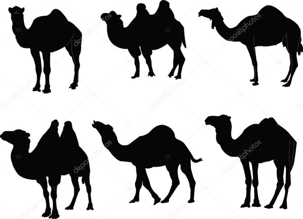 Camels collection
