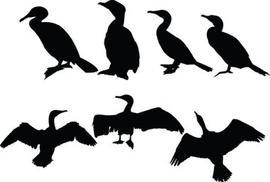 Cormorants collection clipart