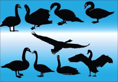 Swans collection clipart