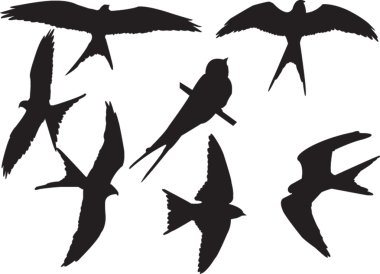 Swallows collection clipart