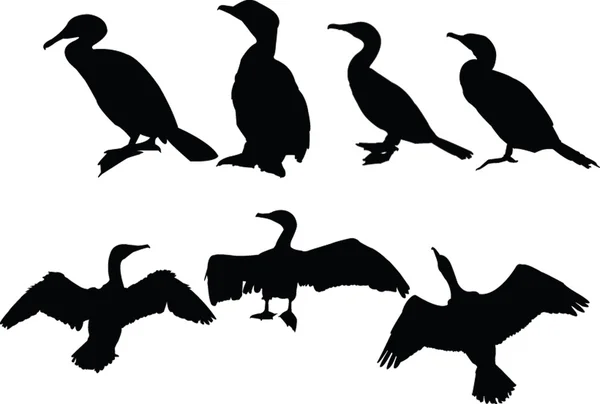 Colección de cormoranes — Archivo Imágenes Vectoriales