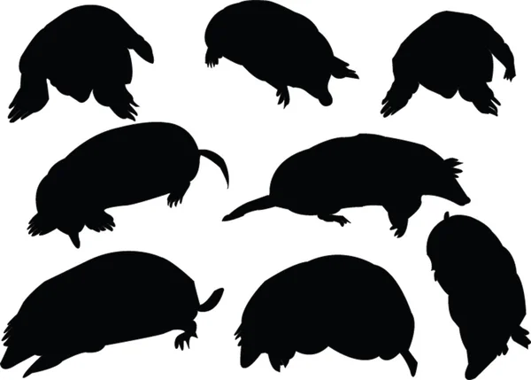 Moles collection — Stock Vector
