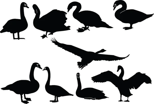 Swans collection — Stock Vector