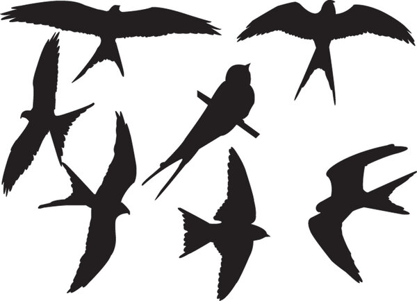 Swallows collection