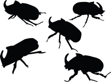 Beetle-rhinoceros collection clipart