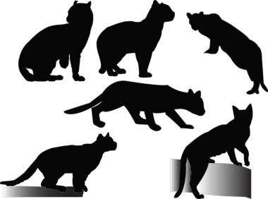 Ocelots collection clipart