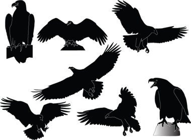 Eagles collection clipart