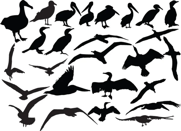 Mořští ptáci kolekce — Stockový vektor