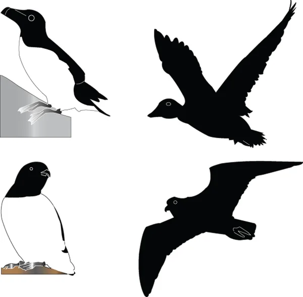Alken (vogels) afbeelding — Stockvector