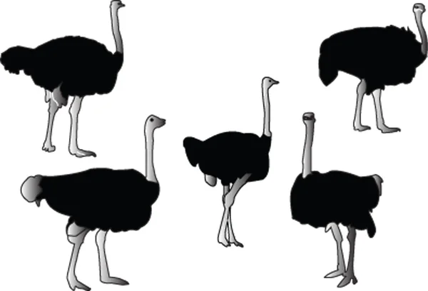 Colecção de avestruzes — Vetor de Stock