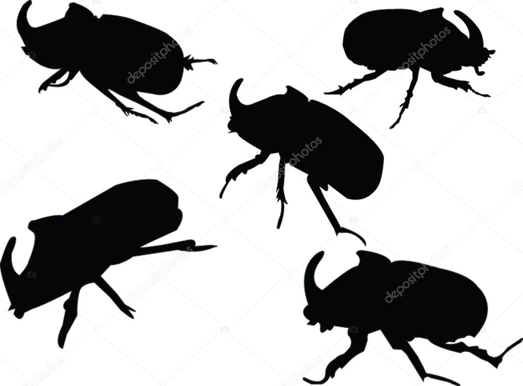 Beetle-rhinoceros collection