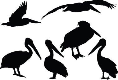 Pelicans collection clipart