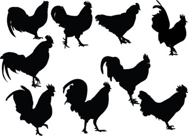 Roosters collection clipart