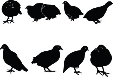 Quail collection clipart