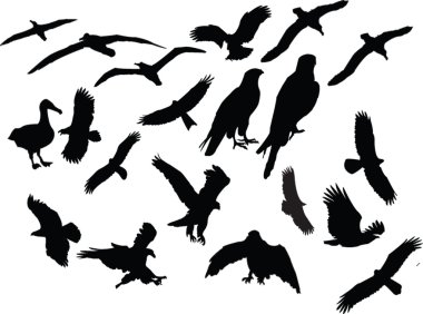 Birds collection silhouette clipart