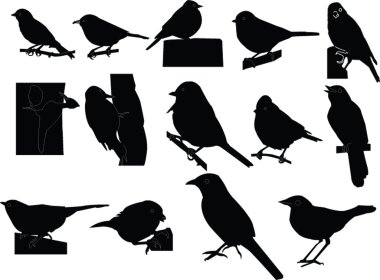 Dicky birds collection clipart