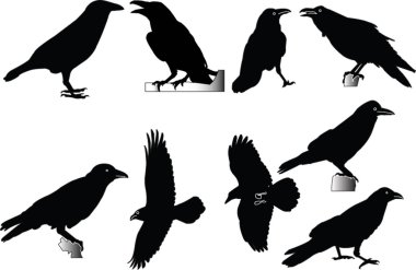 Raven collection clipart